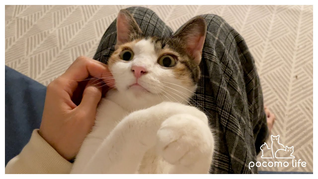 猫の毛づくろいを手伝ってみたら可愛すぎる反応が…！笑