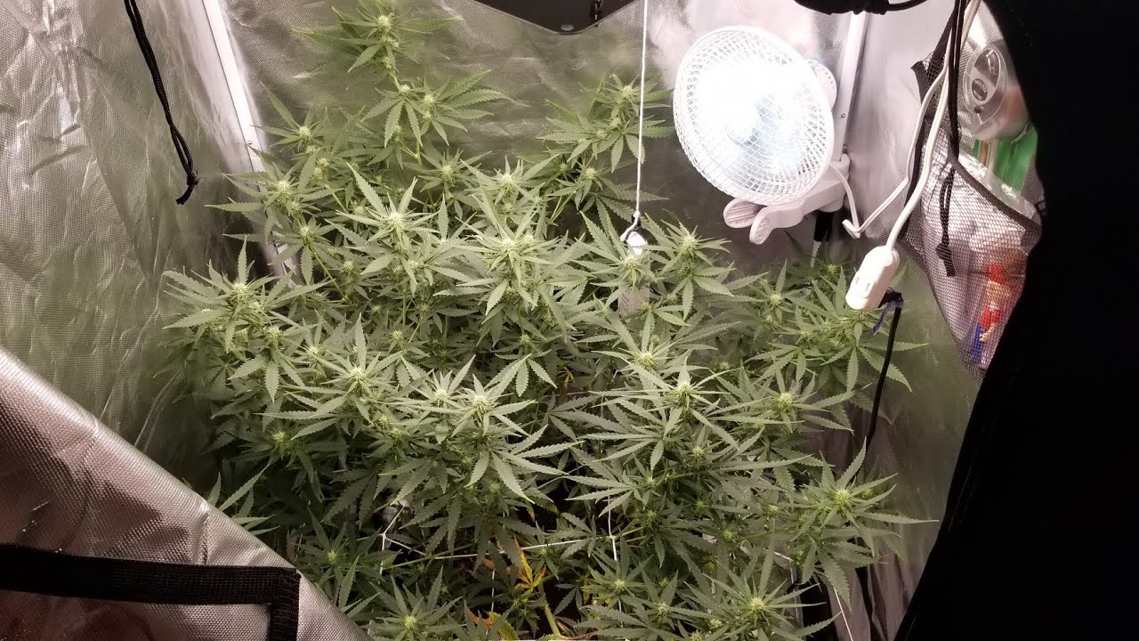 Grape Ape 🍇 Week 2 Flower 🌷