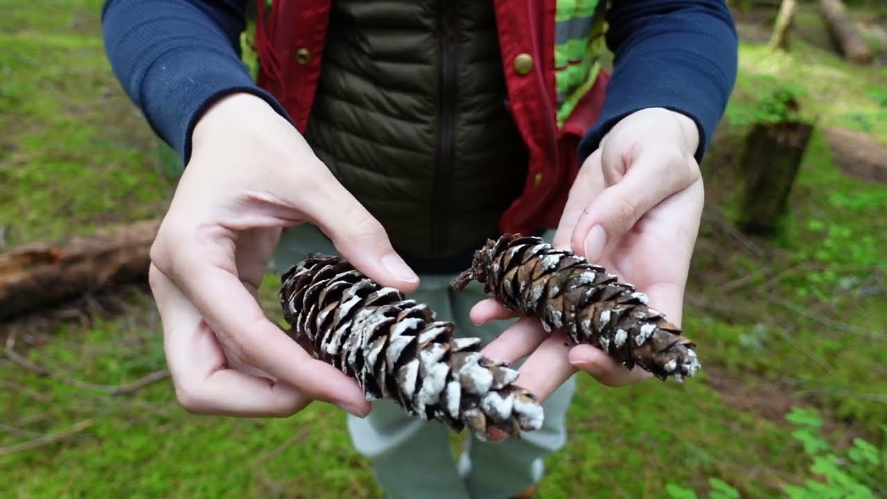 Plant ID: western white pine (Pinus monticola)