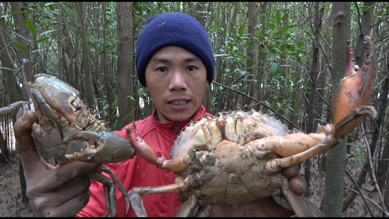 小池在红树林布下天罗地网，抓到一斤重的&ldquo;天残脚&rdquo;大青蟹，要发财了