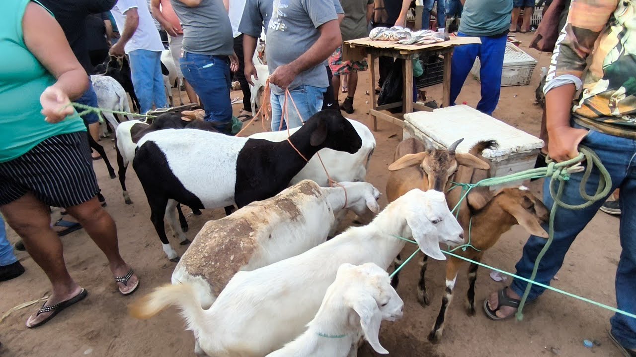 FEIRA DE ANIMAIS DE CARIATÁ ITABAIANA-PB DOMINGO BODE OVELHA CABRAS 