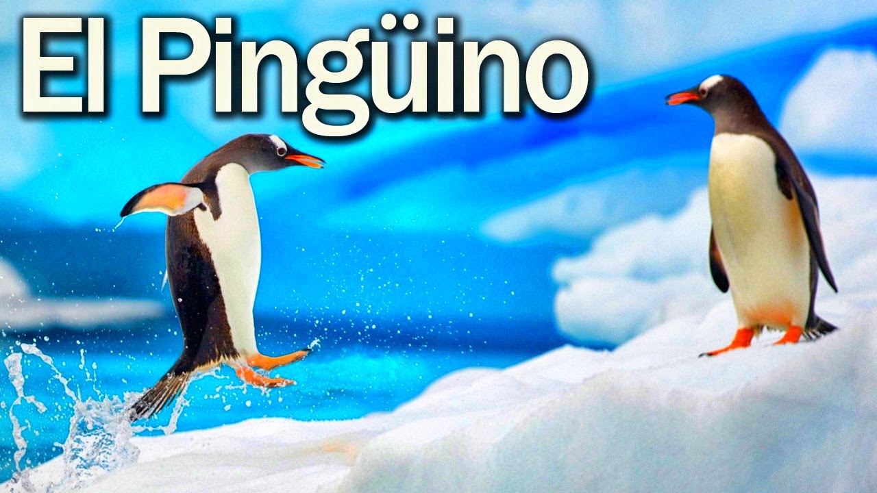 El Pingüino - Los niños se divierten con animales del zoologico - Lorenzoo El León