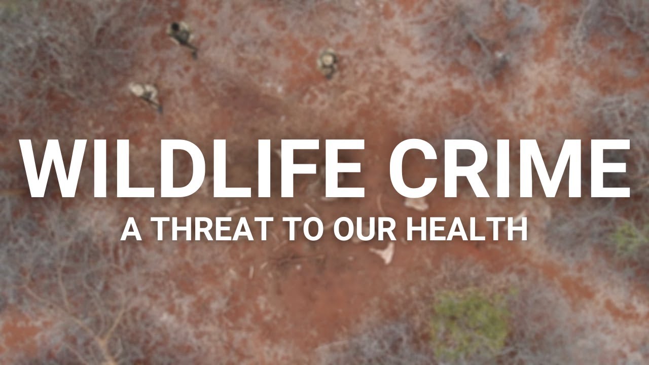 Wildlife crime - A threat to our health