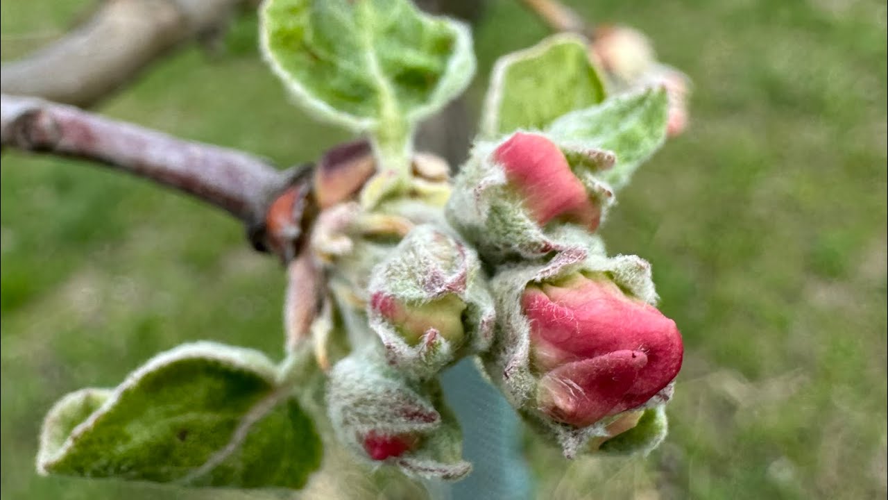 🌳 Ošetření jádrovin 2025: Jabloně a hrušně proti strupovitosti, padlí a rzi 🍏🍐