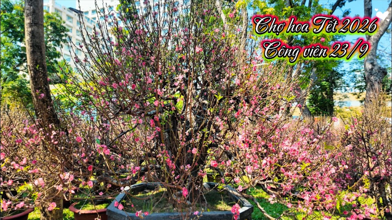 Chợ hoa Tết”công viên 23/9”đào Nhật Tân quá đẹp ở Sài Gòn