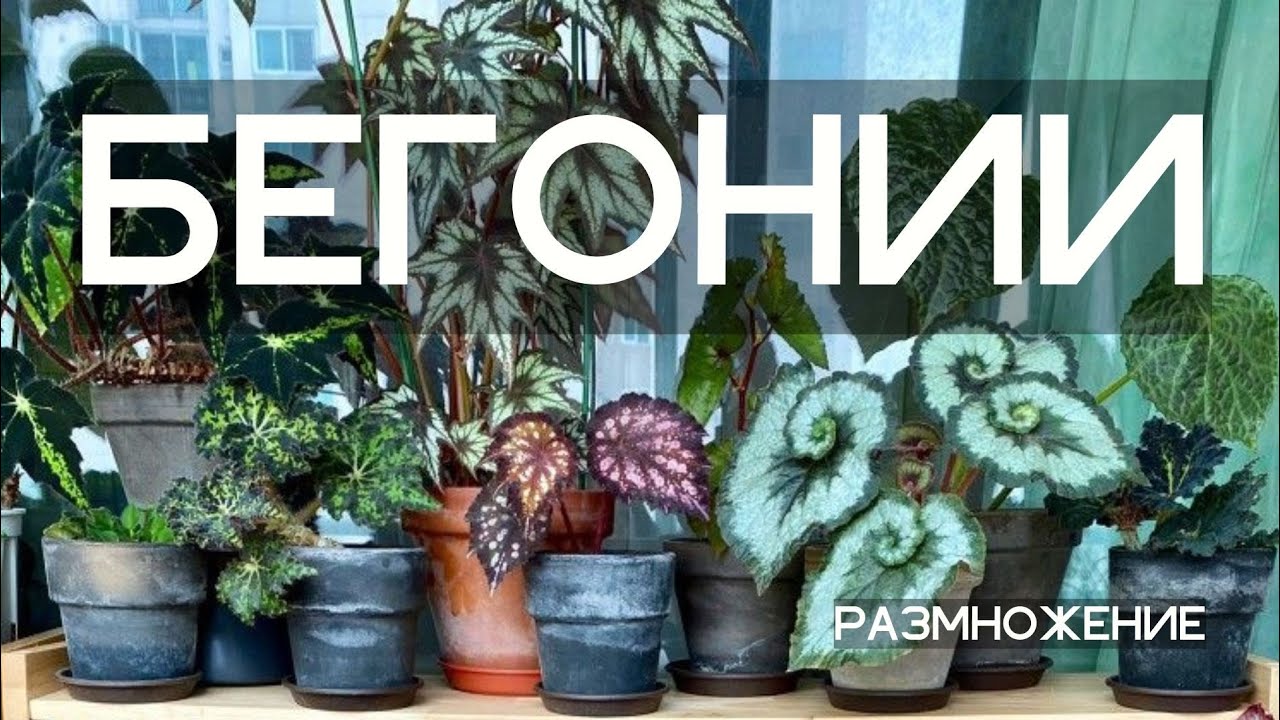 Размножение бегоний