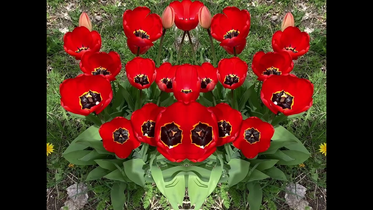 Simple Joy in Life is.....using MIRROR lens to create NEW IMAGES of wild and garden flowers!