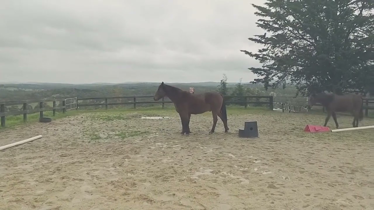 Wild & Free Energy with our Beloved Horses