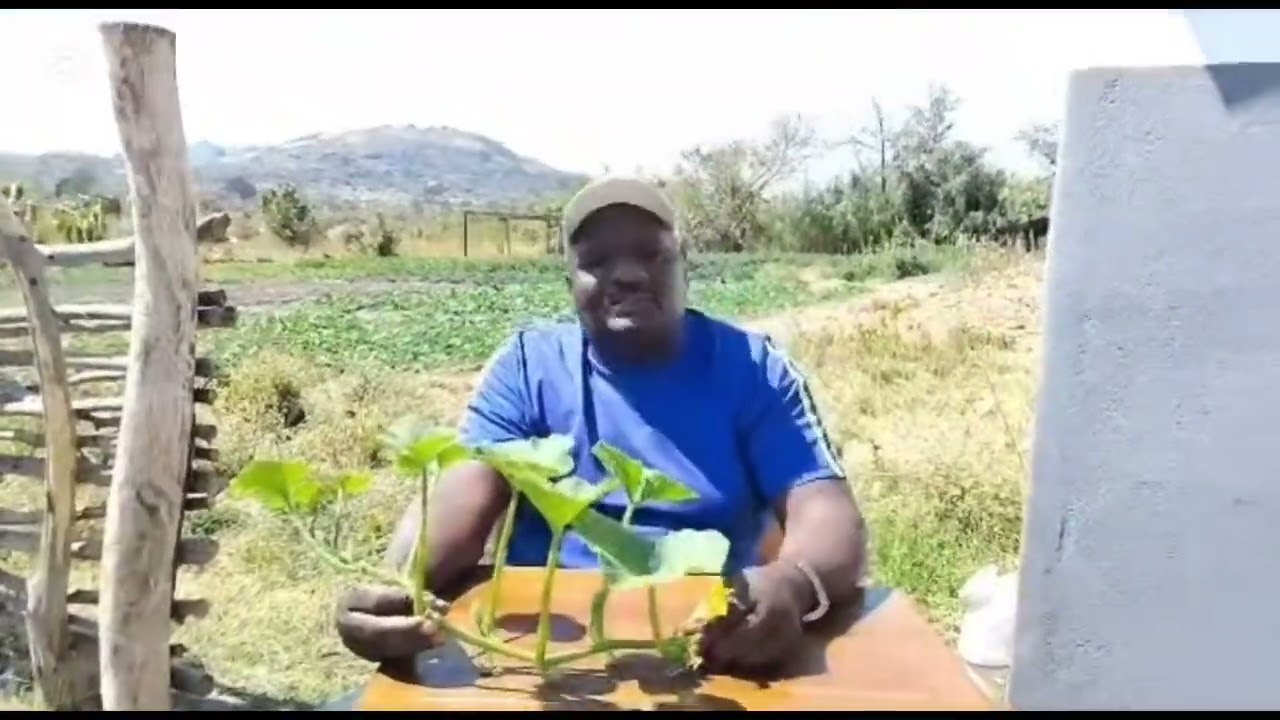 Manhanga matete song explained ‼️
