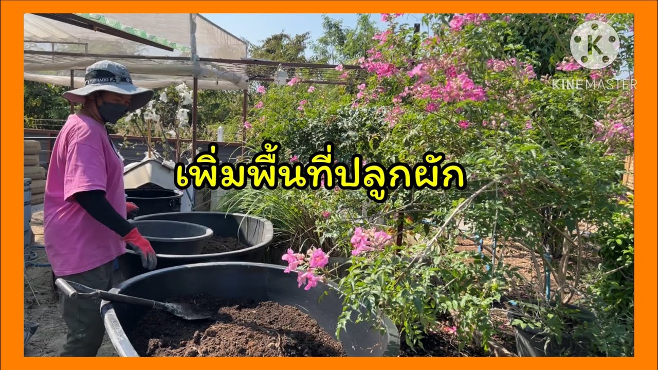 เพิ่มพื้นที่ปลูกผัก เพาะกล้าผักสลัด เทปูนหลังบ้าน ฉีดน้ำส้มควันไม้ไล่แมลง🪴❤️🪴