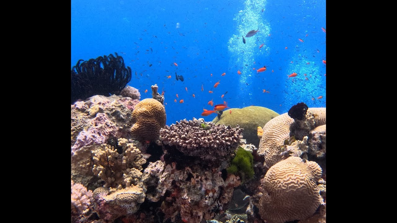 Coral Sea Safari 2024 inc Steves' Bommie