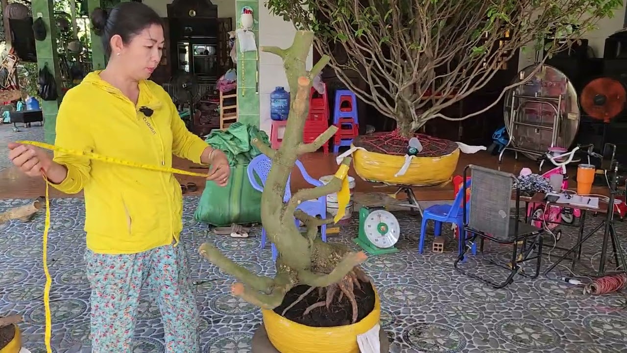 8/3 chị Khen 0366179776 phôi bonsai dáng đế đẹp hoành to giá nhỏ 