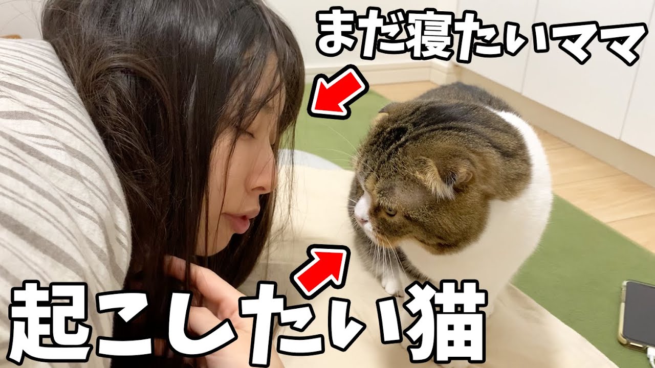 朝5時にバトル発生！親子猫VSまだ寝たいママ