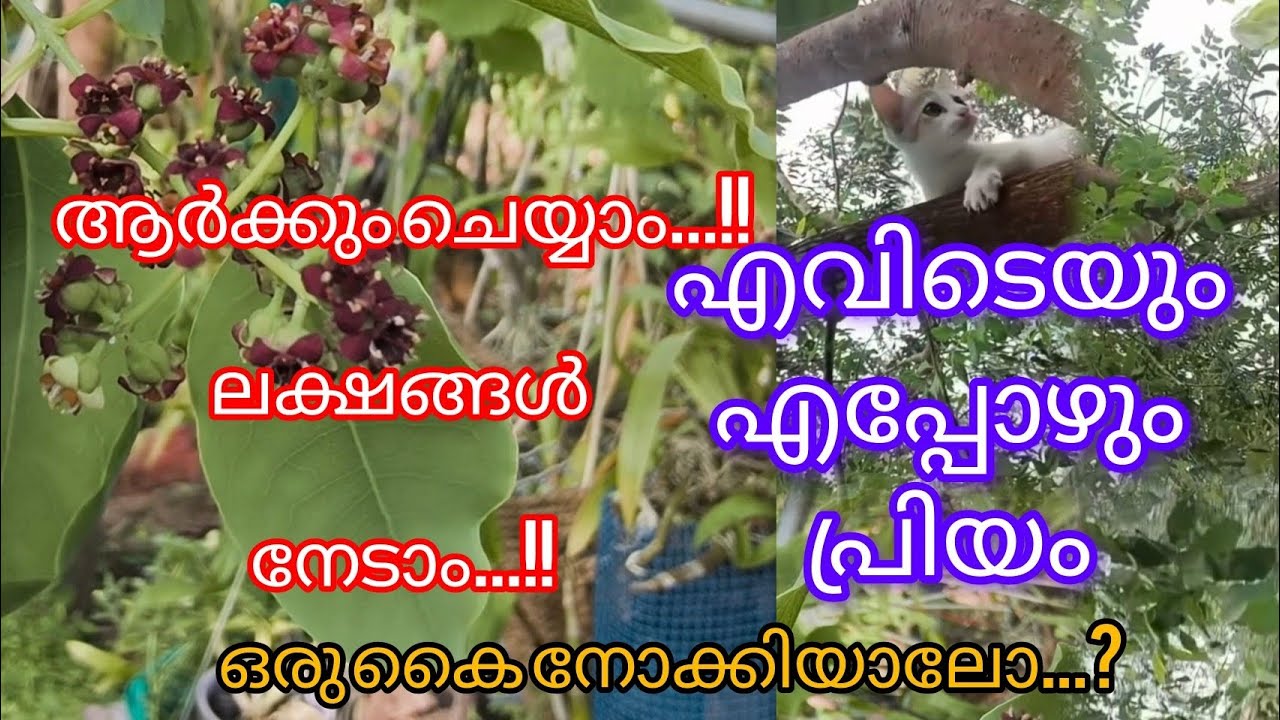 എവിടെയും എപ്പോഴും പ്രിയമുയുള്ള ഈ മരം #homegarden 