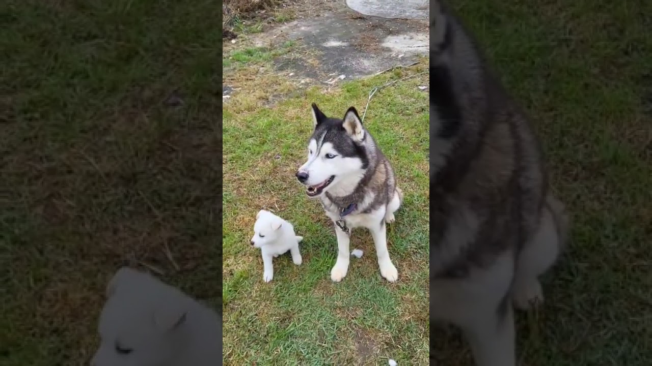 엄마 하고재룡둥이