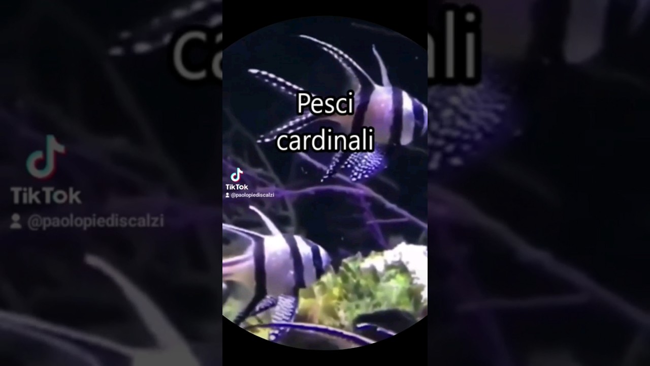 Pesci Cardinali