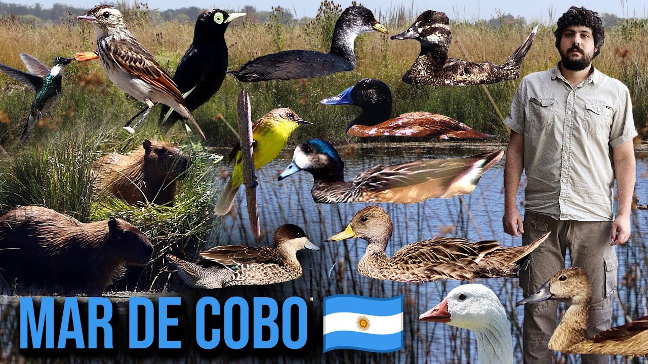 AVES Y FAUNA DE MAR DE COBO | PROVINCIA DE BUENOS AIRES | ARGENTINA | PARTE 1
