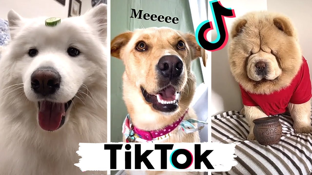 TIK TOKS That Make You Go AAWWW  ~ Funny Dogs of TikTok Compilation ~ Cutest Puppies!