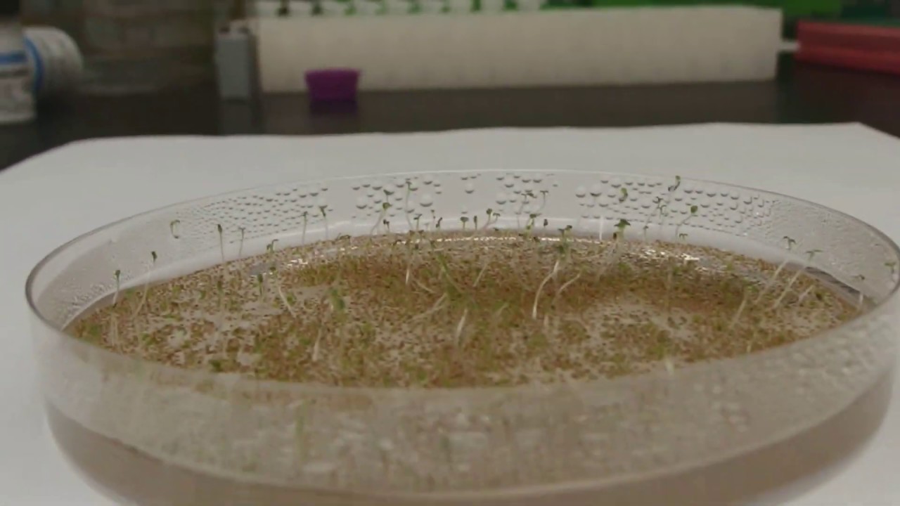 Resuspending seeds in top agarose for even spreading on plates