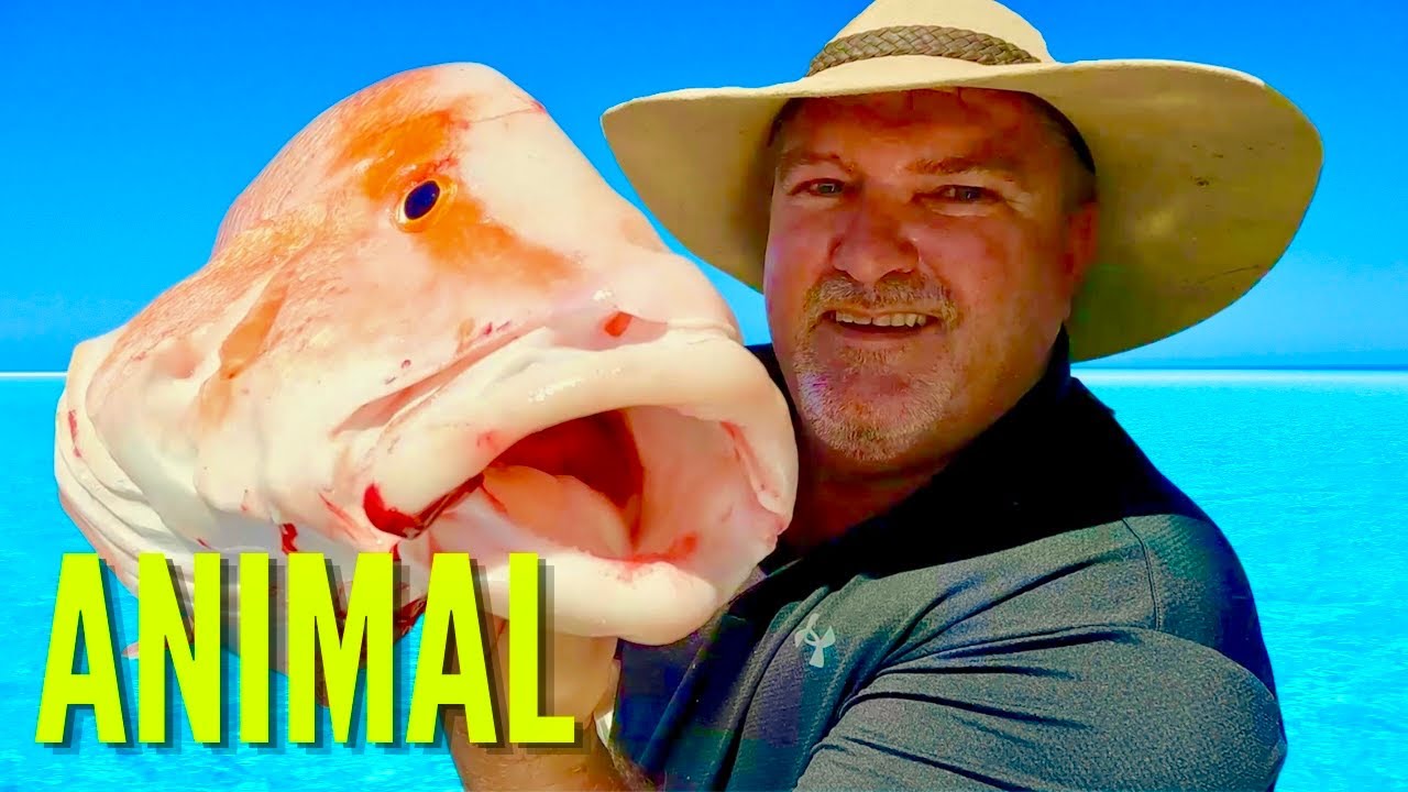 💥ANIMAL!💥 - ❄︎OBM1770❄︎