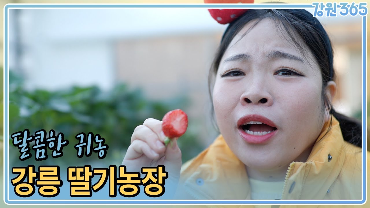 달콤한 귀농, 강릉 딸기농장 / MBC강원영동 260128 방송