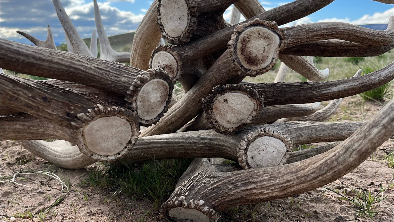 Colorado Elk Shed Hunting Success