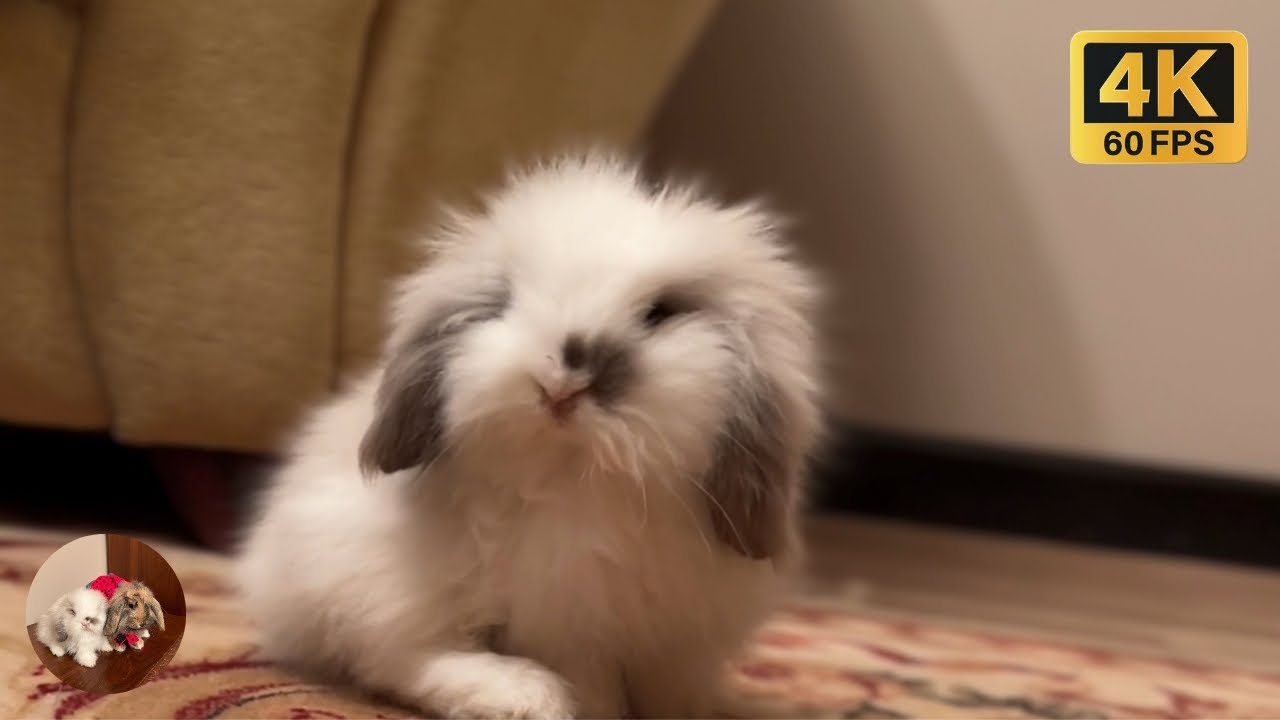 Two bunnies playing around the living room