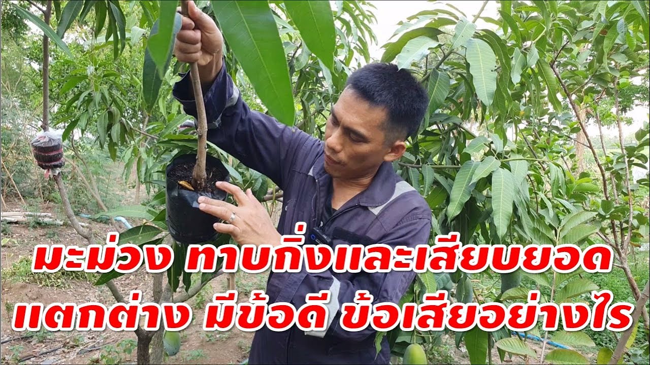 มะม่วง ทาบกิ่งและเสียบยอด แตกต่าง มีข้อดี ข้อเสียอย่างไร