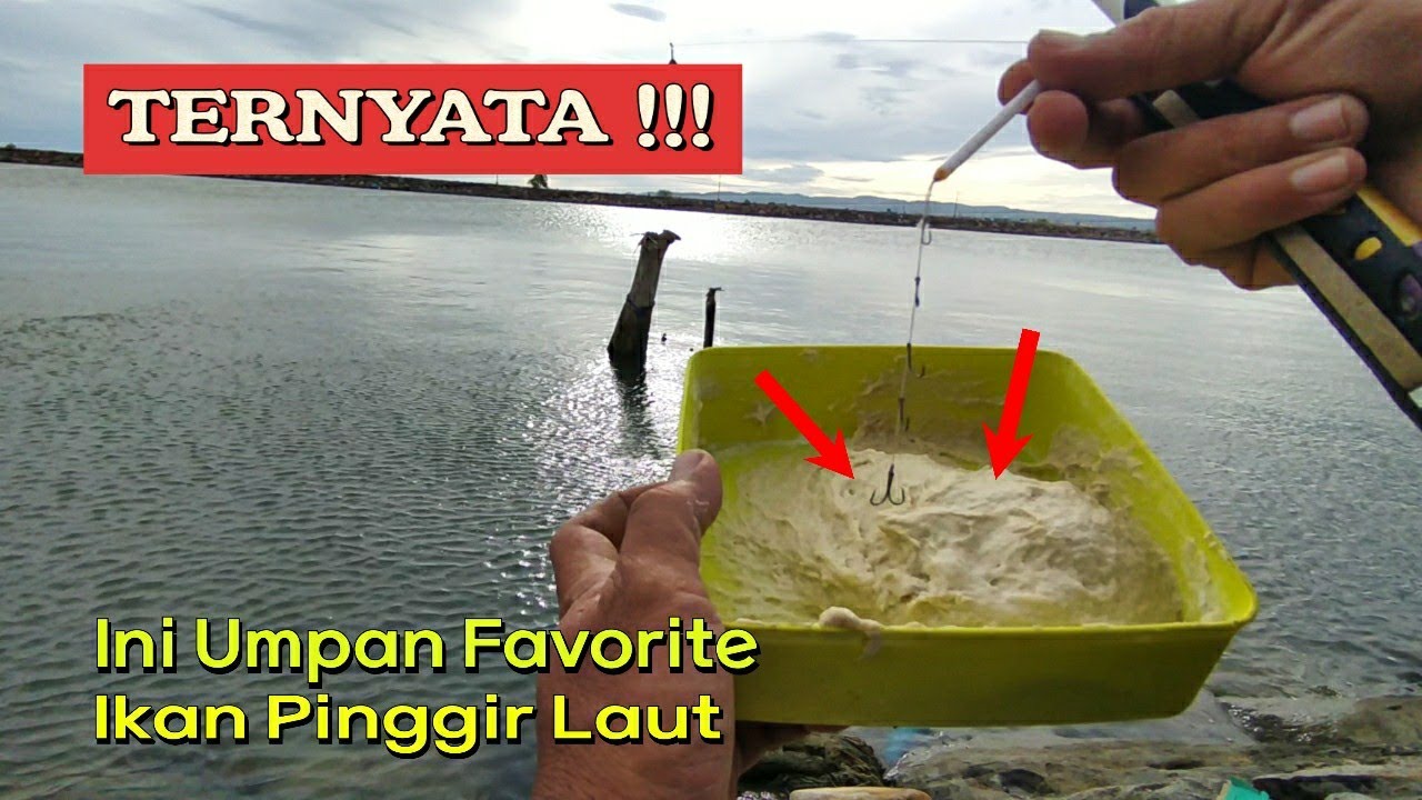 🛑 UMPAN TERBAIK !! Bukan Cuma Belanak Tapi Banyak Ikan di Laut Suka Tepung || Mancing Pinggir Laut