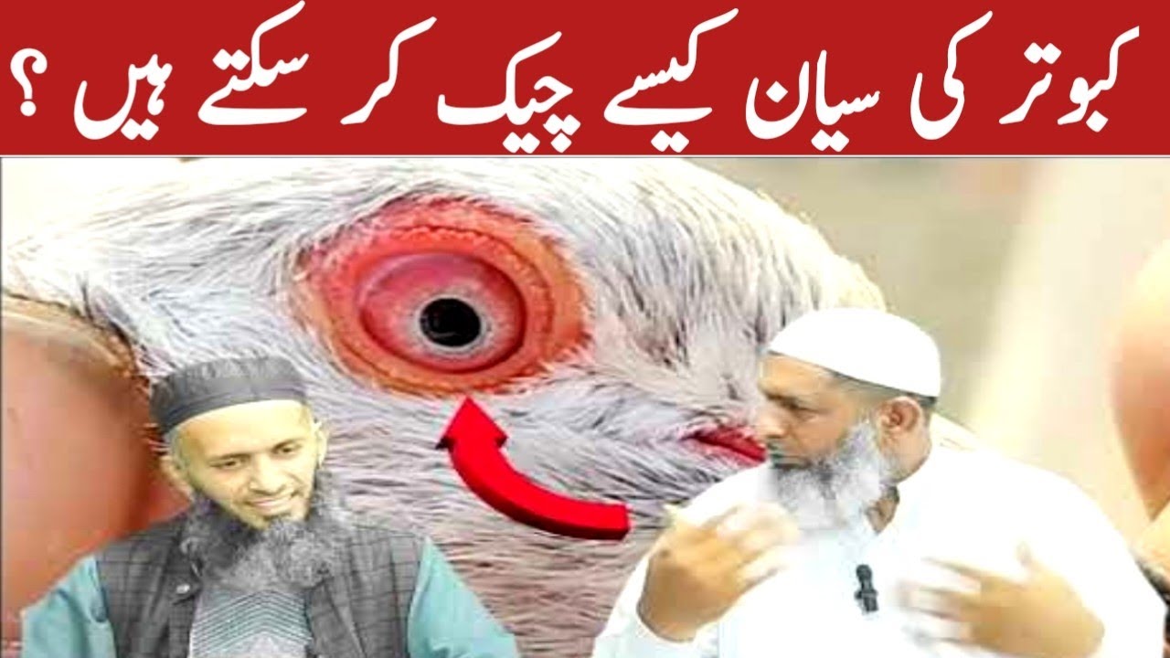 Achy kabootar ki pehchan || Acha kabootar pehchan || Amjad ali official