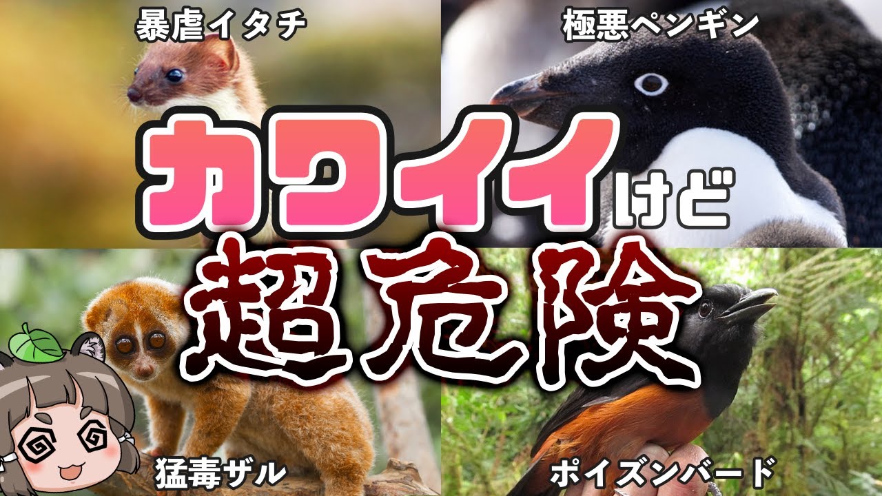 【激ヤバ】カワイイけど超危険な生き物10選