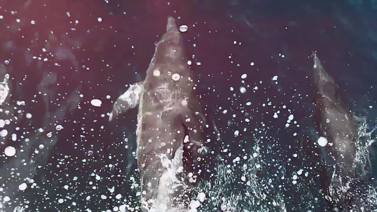South Devon Holidays ~ Showreel 2021