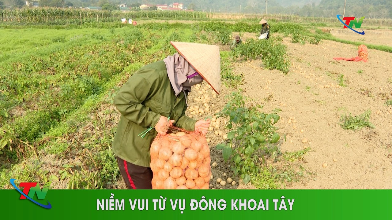 Niềm vui từ vụ đông khoai tây