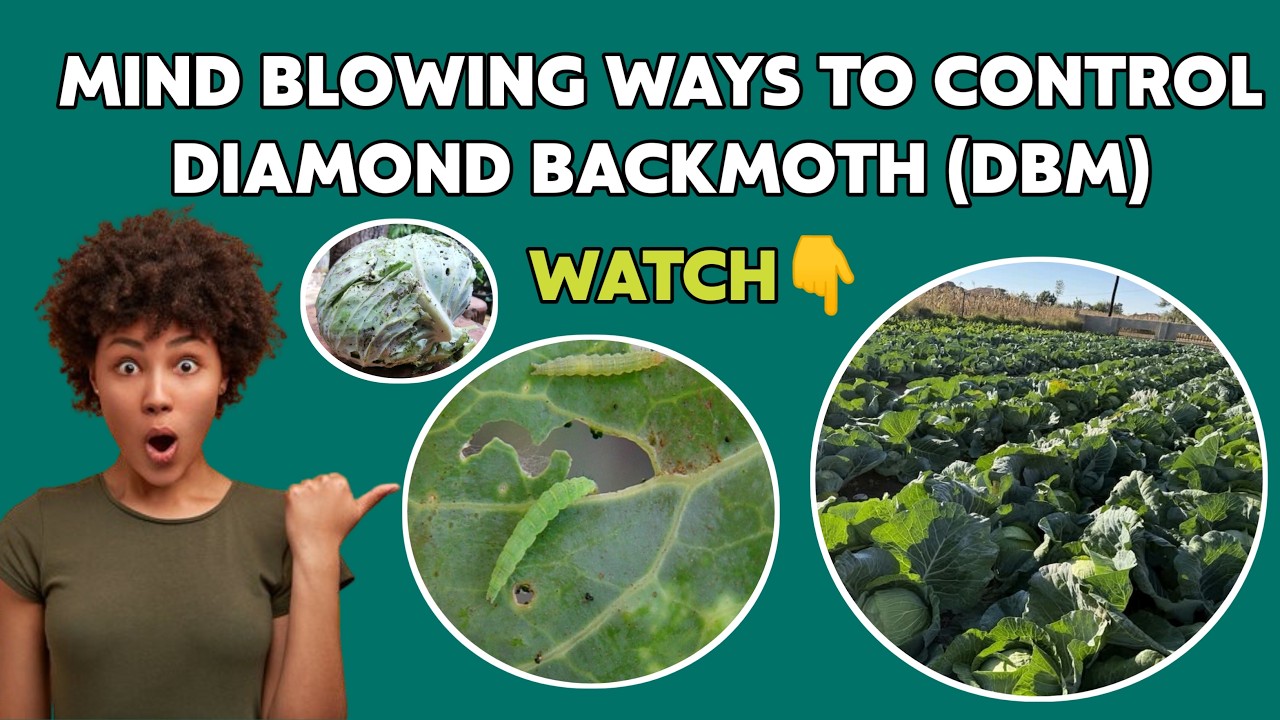 THE BEST WAYS TO CONTROL DIAMOND BACKMOTH (DBM) IN CROPS