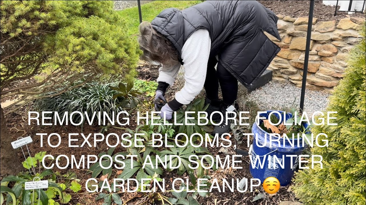 REMOVING HELLEBORE FOLIAGE TO EXPOSE BLOOMS, TURNING COMPOST AND SOME WINTER CLEAN UP😎.