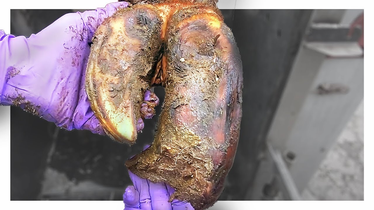 HUGE CRAB CLAW, COW'S HOOF .... STONES STUCK IN BULL'S FOOT!! THIS IS THE HOOF GP