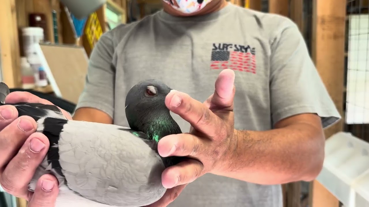 Birds from Hollywood Lou Part 1