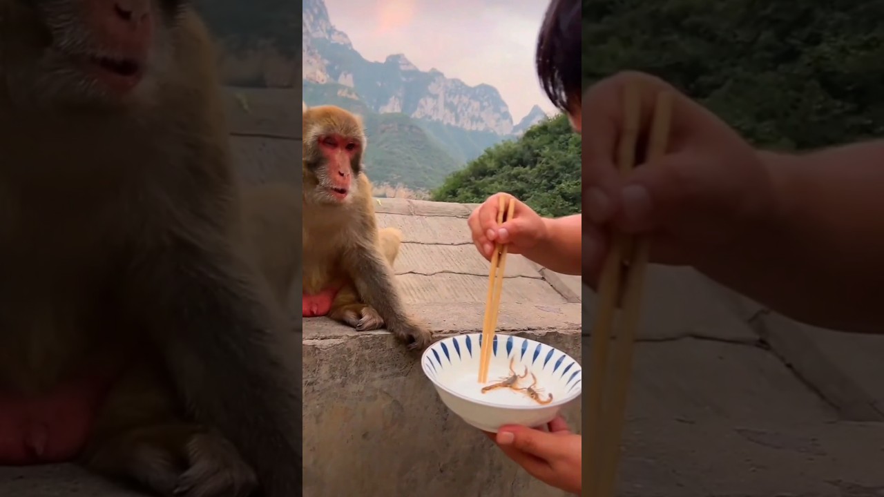 Life with Monkeys: Sweet, Silly & Unexpected 🐵✨