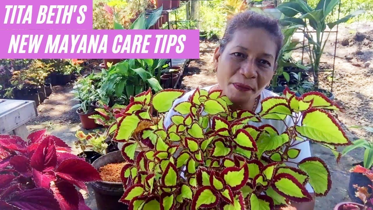 Tita Beth's New Mayana Care Tips