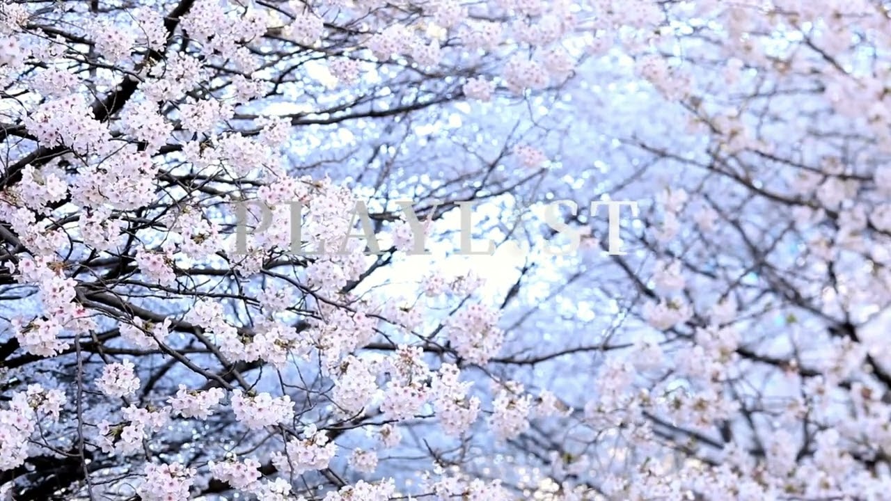 【Lofi Ballad】Cherry Blossom Breeze 🌸 Relaxing Spring Piano | Rilax CAFé｜勉強・読書・作業用