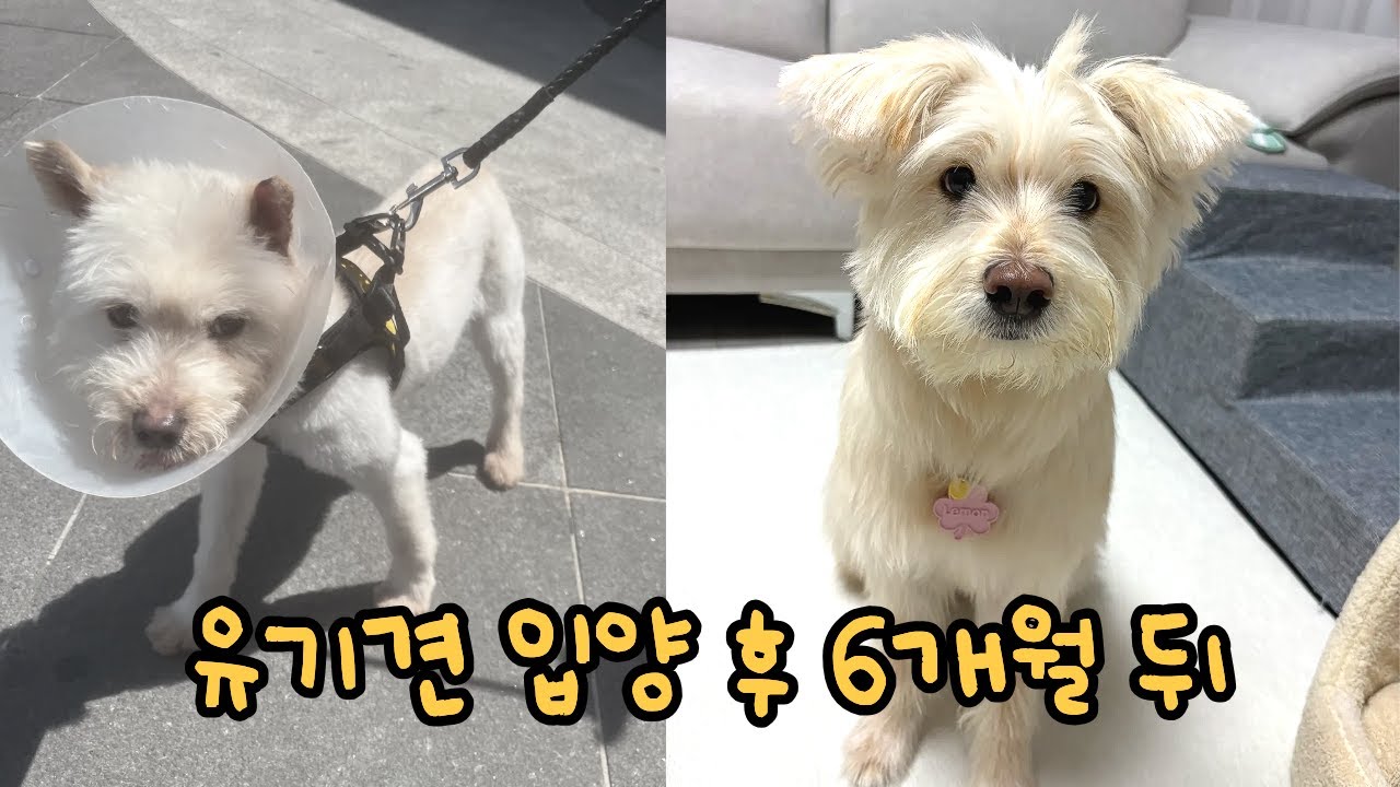 학대받던 유기견이 사랑을 받는다면