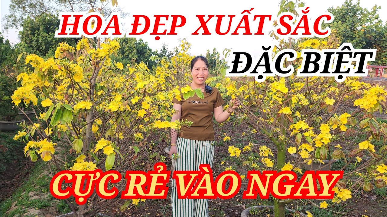 📞 LANH 0985815710 MAI TÀNG HOA ĐẸP CỰC RẺ VÀO NGAY BAO SHIP 21/02/2026 | Bến Tre Ơi