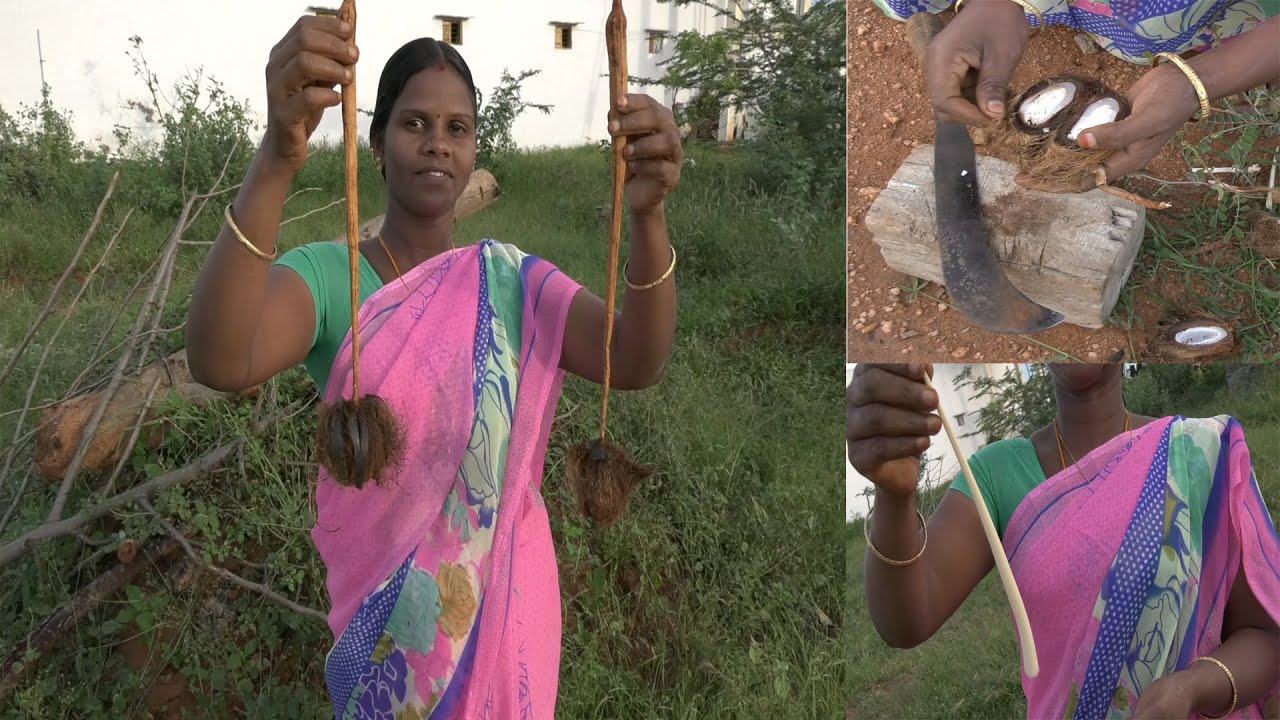 பதியம்  போட்ட பனங்கொட்டை 70 நாட்களுக்கு பின்  50% கிழங்காகி   வளர்ந்து வருகிறது