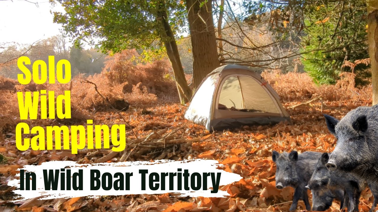 Solo Wild Camping in Ancient Woodlands