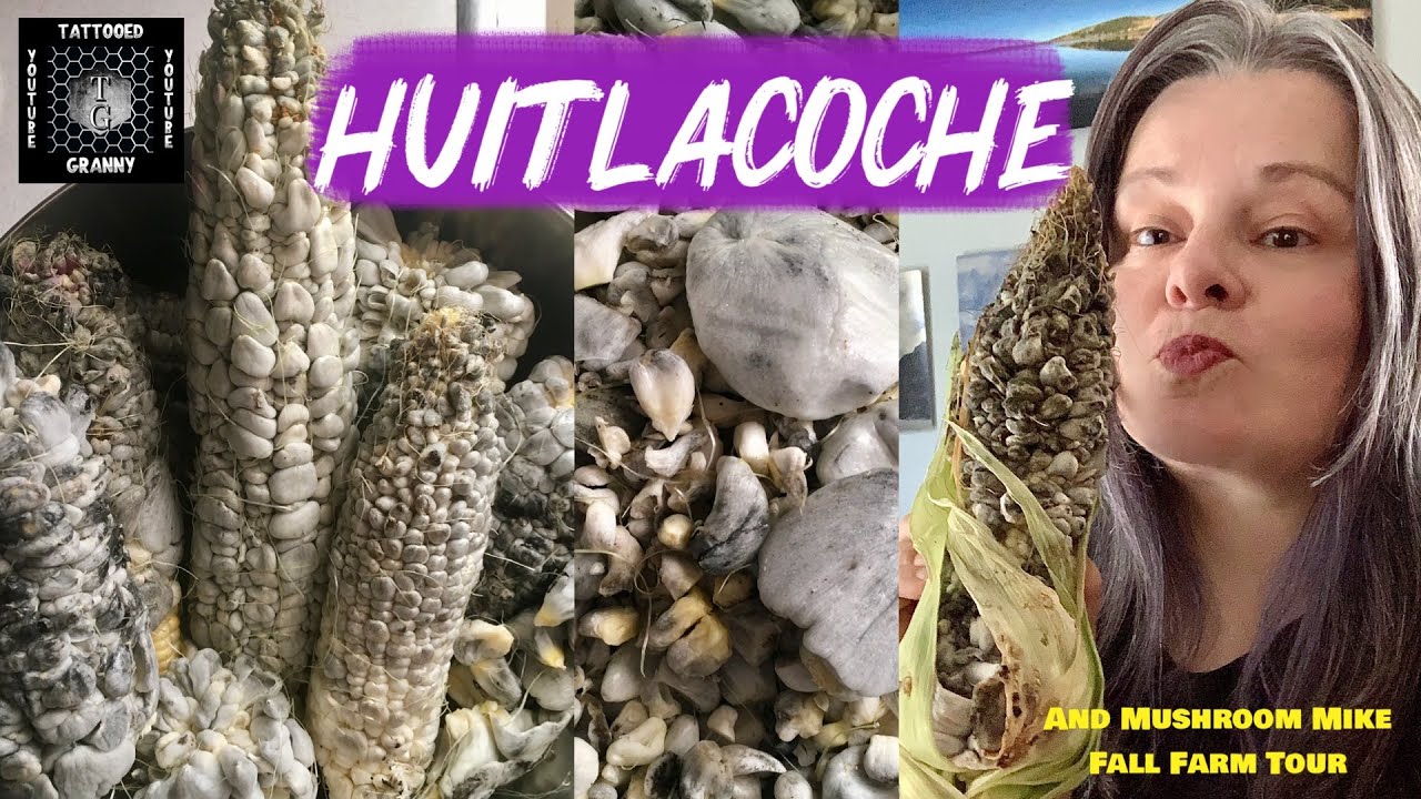 🔥Гриб | Уитлакоче | Кукурузные головневые грибы🔥#гриб, #грибы, #выращиваниегрибов