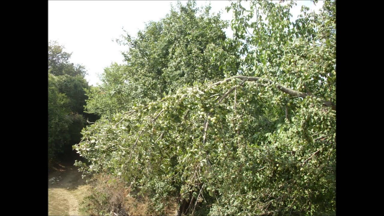 llovca
