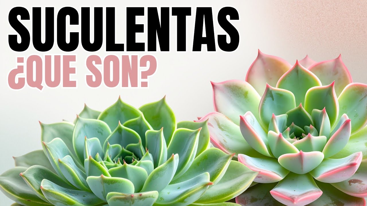 SUCULENTAS: ¿que son? DERRIBANDO MITOS -  CURSO DE SUCULENTAS GRATIS -   CLASE 1