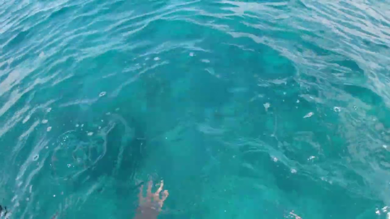 Fish, Turtles and Dugong at Abu Dabbab bay, Marsa Alam (4K)