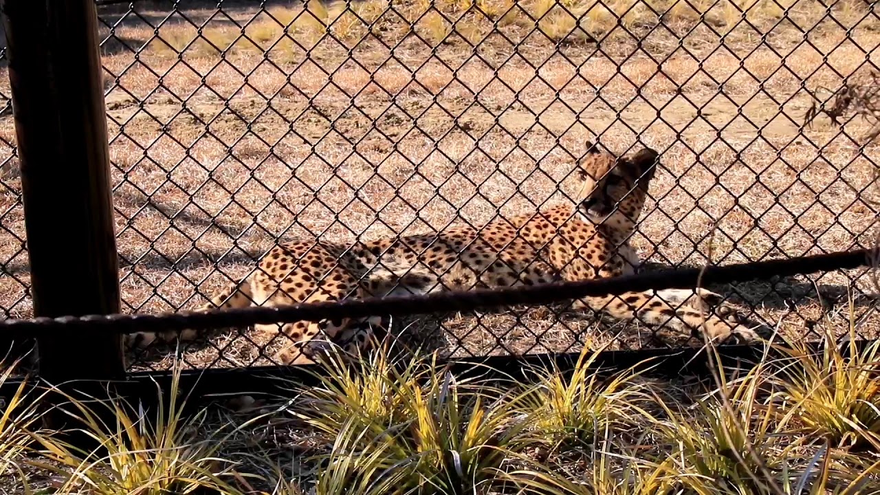 ズーナちゃん♡たまたま目の前でゴロン♡千葉市動物公園　チーター　2021．2．19