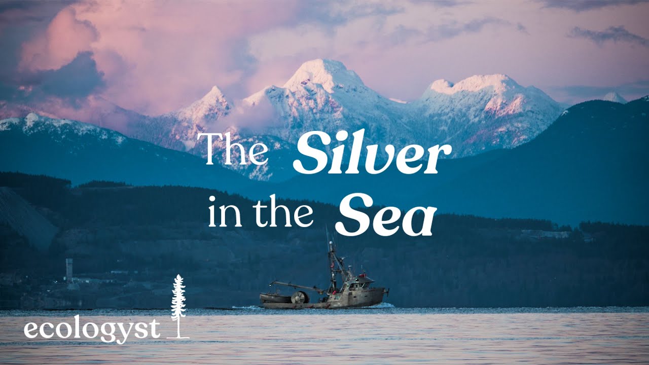 The Silver in the Sea | A Herring Spawn Story
